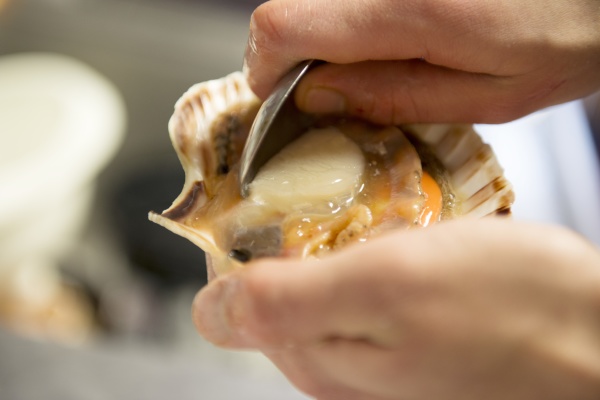 a scallop being removed from its