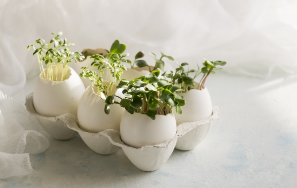 microgreens in the eggshells spring
