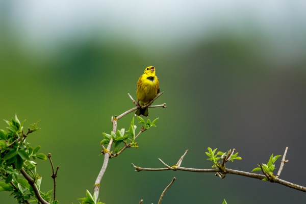a yellowhammer bird on a twig