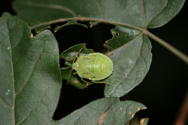 portrait of a green bug