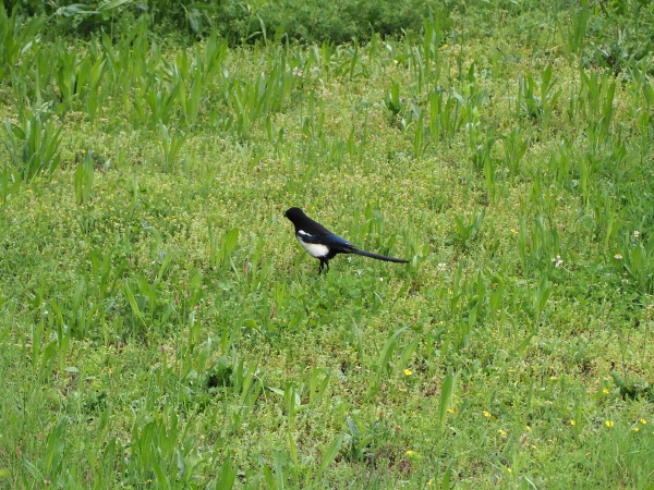 eurasian magpie bird animal