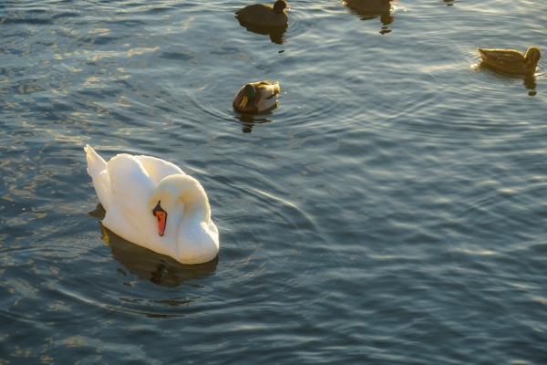 stockholm lira lake swan county
