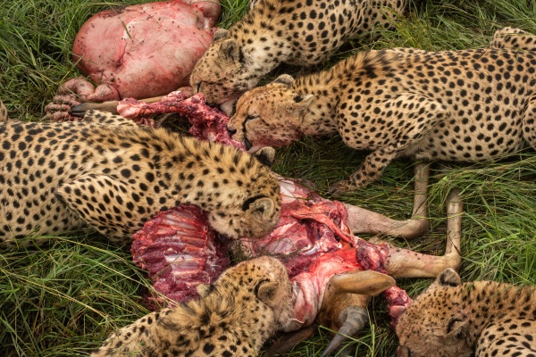 close up of five cheetahs feeding