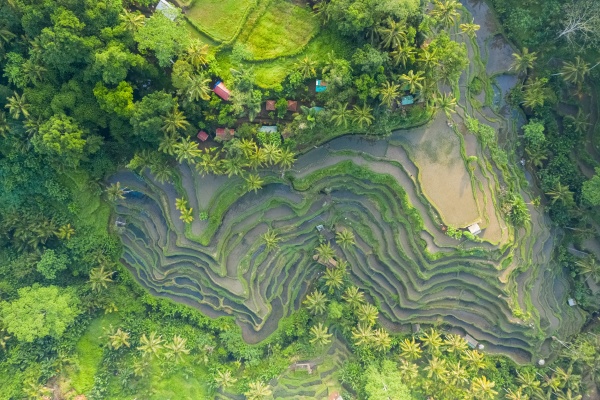 aerial view of rice fields in