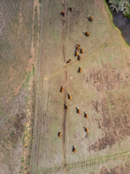 aerial view of cattle walking along