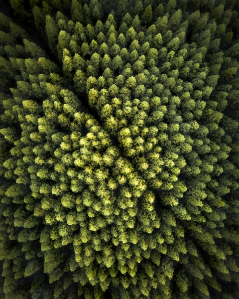aerial view of a pine forest
