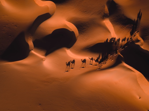 aerial abstract view of camels and