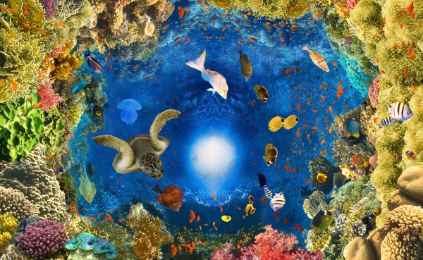 underwater, paradise, background, coral, reef, wildlife - 30164626