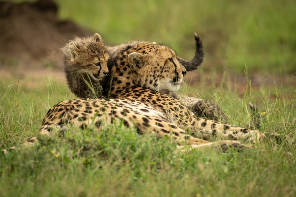 cub walks behind cheetah lying on