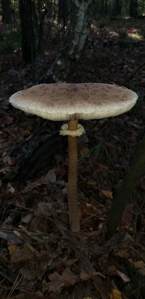 the parasol mushroom grows in the