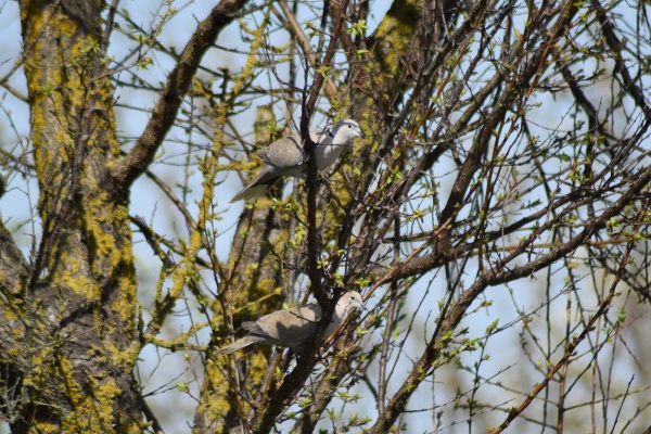 two turtledoves on the branches of