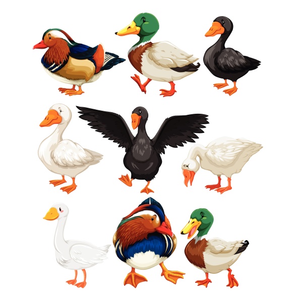 set of duck character