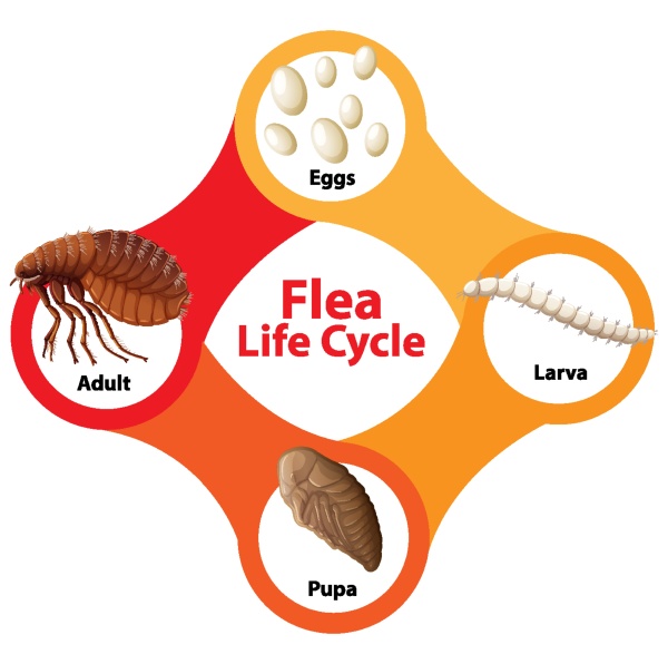 Chigoe Flea Life Cycle at Jose Urbina blog