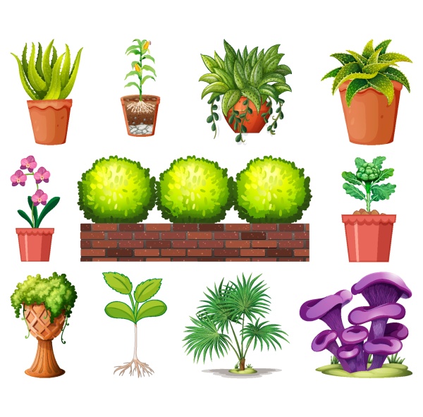set of different plants in pots