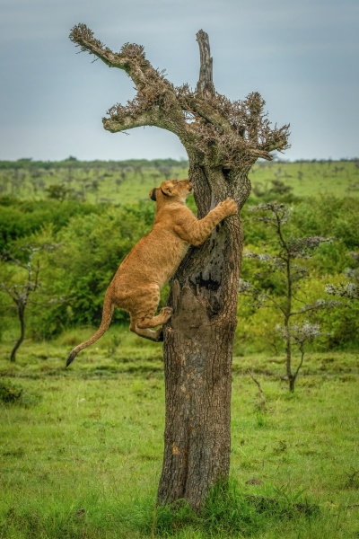 lion cub climbs dead tree on