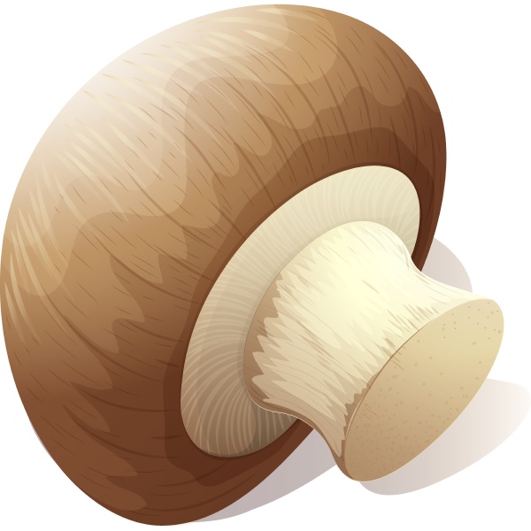 single mushroom on white