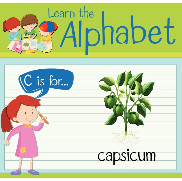 flashcard letter c is for capsicum