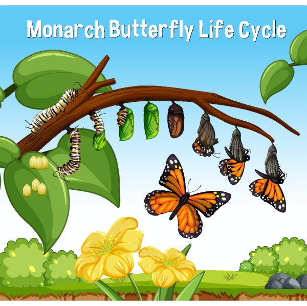 scene with monarch butterfly life cycle
