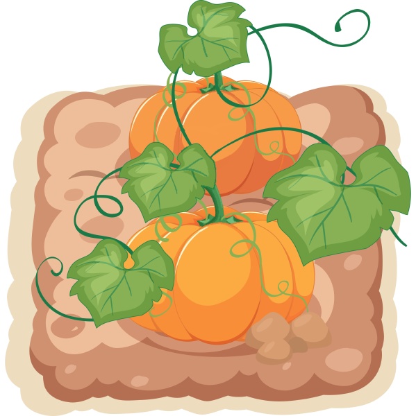 an isolated pumpkin farm