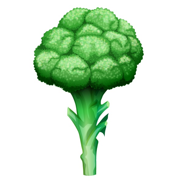 fresh broccoli with stem