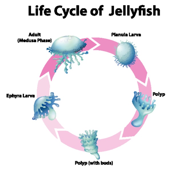 Diagram showing life cycle of jellyfish - Royalty free photo #30272772 ...