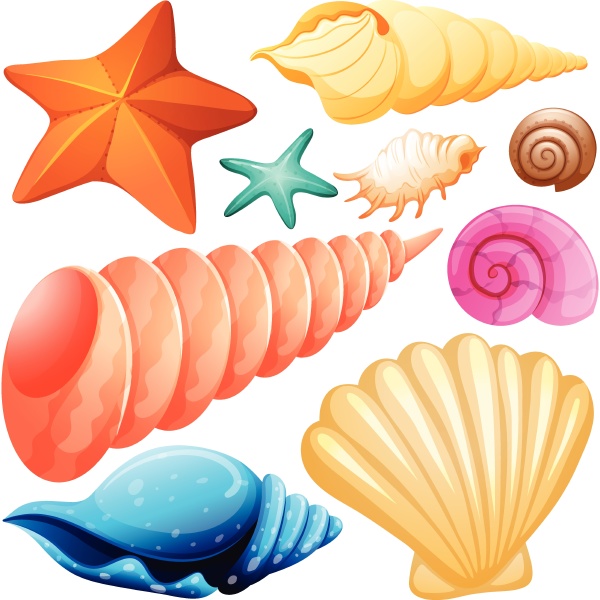 different types of seashells