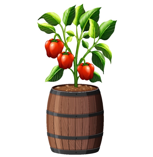 sweet pepper plant in wooden pot