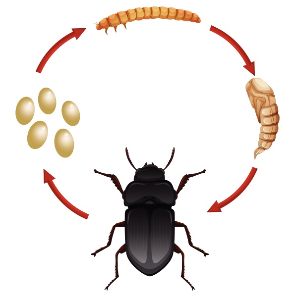 Life cycle of a mealwoem - Stock image - #30322322 | PantherMedia Stock ...