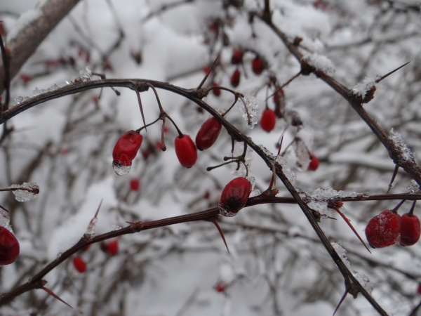plant with red fruits in winter