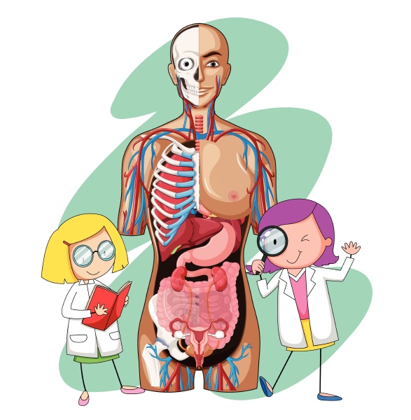 doctors and human anatomy model