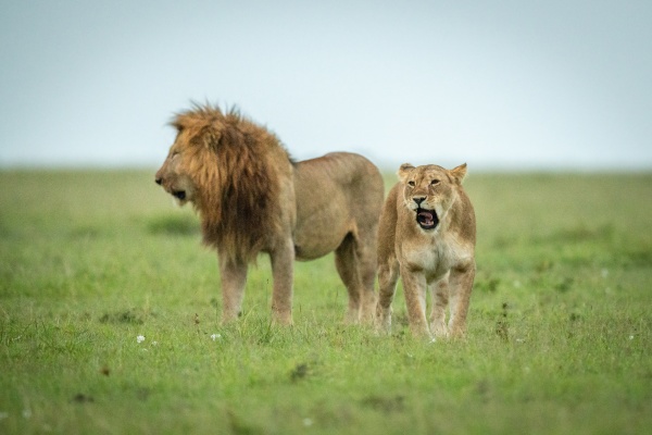 lioness stands yawning as male looks