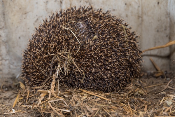 hedgehog in a straw nest