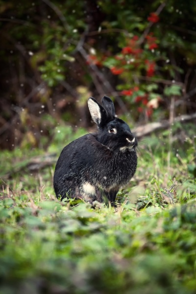 black rabbit in the forest