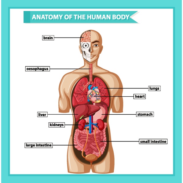 scientific medical illustration of human body