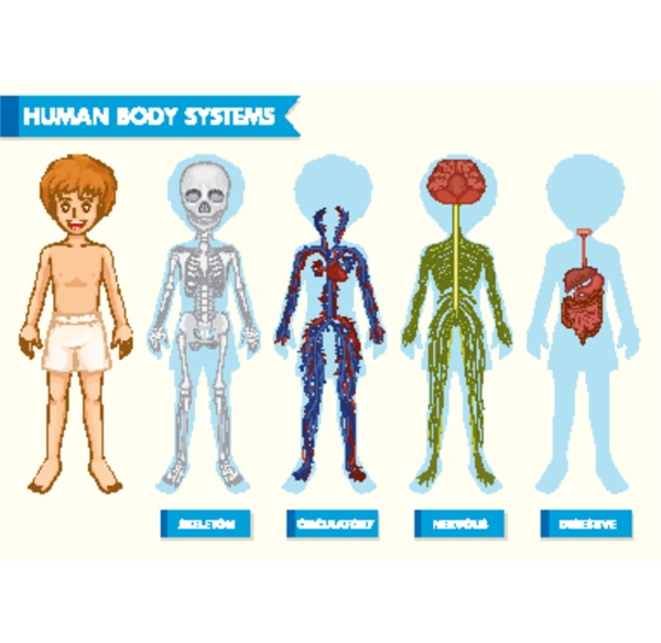 Scientific medical illustration of human body systems - Royalty free ...