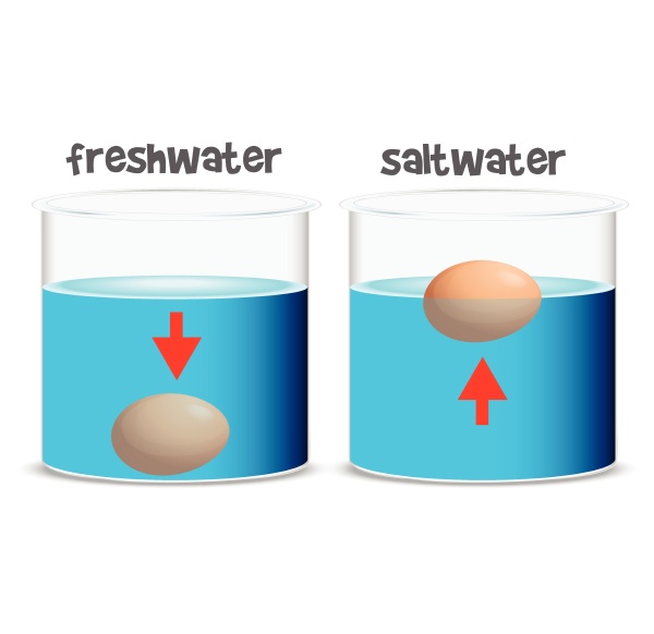 science experiment for freshwater and saltwater
