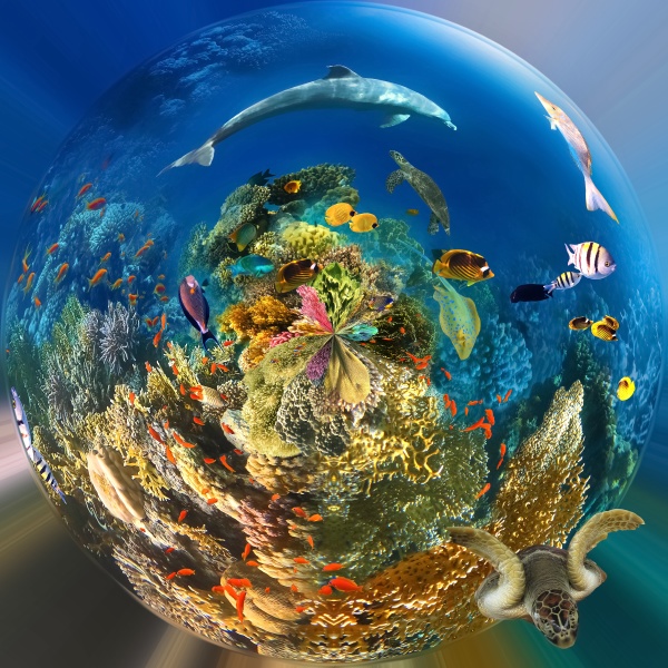 underwater paradise background coral reef wildlife