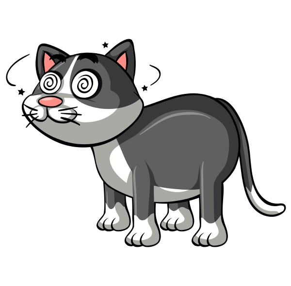 gray cat with dizzy eyes