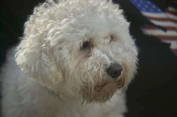 poodle dog portrait
