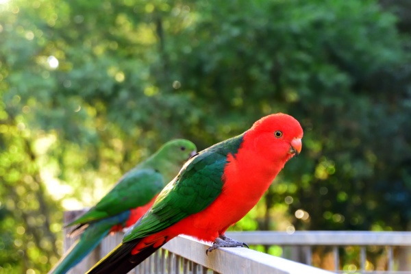 male king parrot