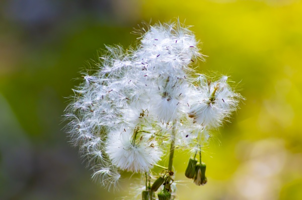 white fluff of wildflowers seeds