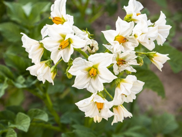 white flowers of a flowering potato