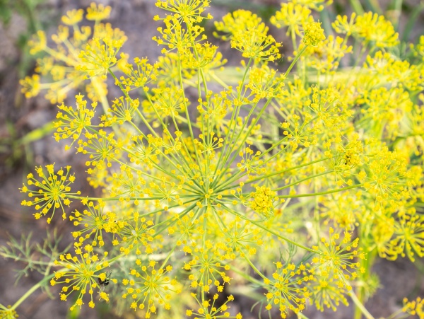 yellow flowers of flowering dill on
