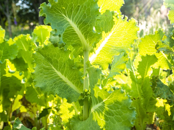 green leaves of lettuce on a
