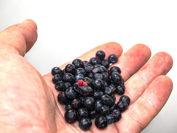 the fruits of wild blueberries in