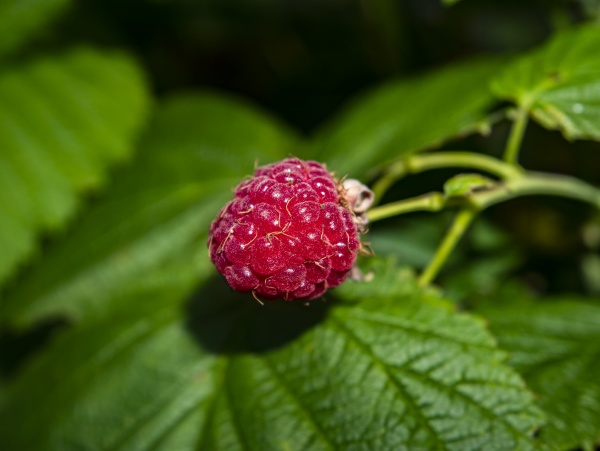 ripe berry of red raspberries on
