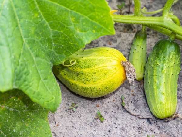 harvest cucumbers in a garden bed