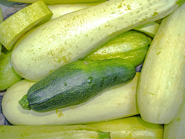 harvest of green squash vegetables in