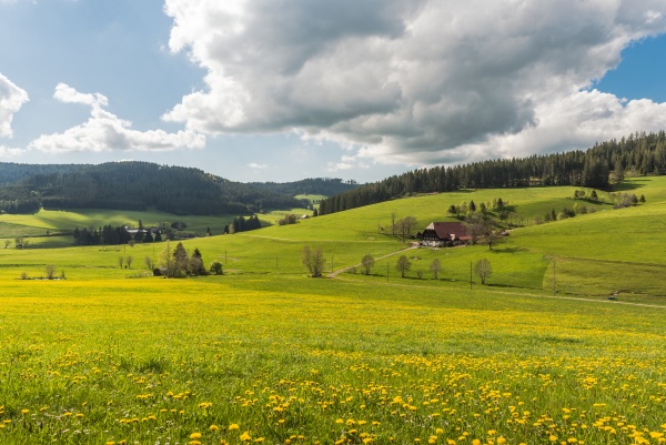 landscape in black forest with flower