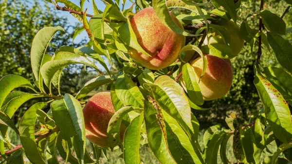 peach fruit on a tree branch